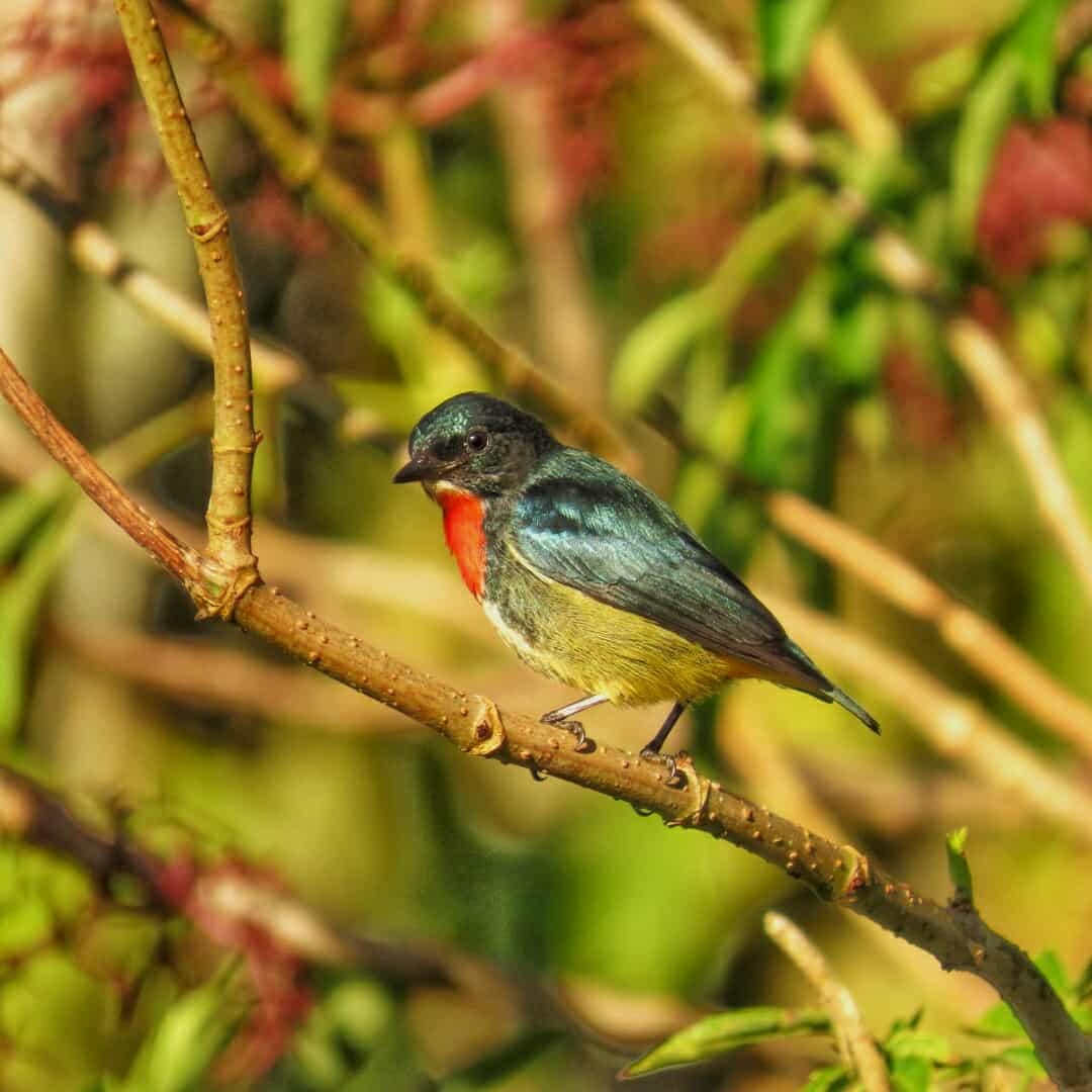 Fire-throated Flowerpecker - ML634988449
