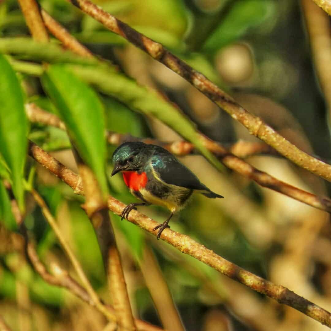 Fire-throated Flowerpecker - ML634988456