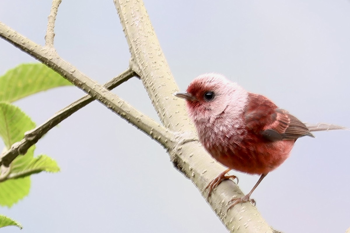rosenparula - ML634988513