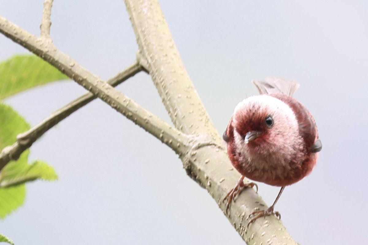 rosenparula - ML634988514