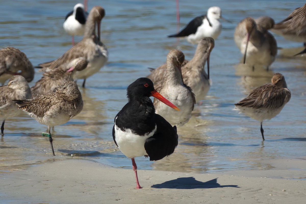 Pied Oystercatcher - ML634988646