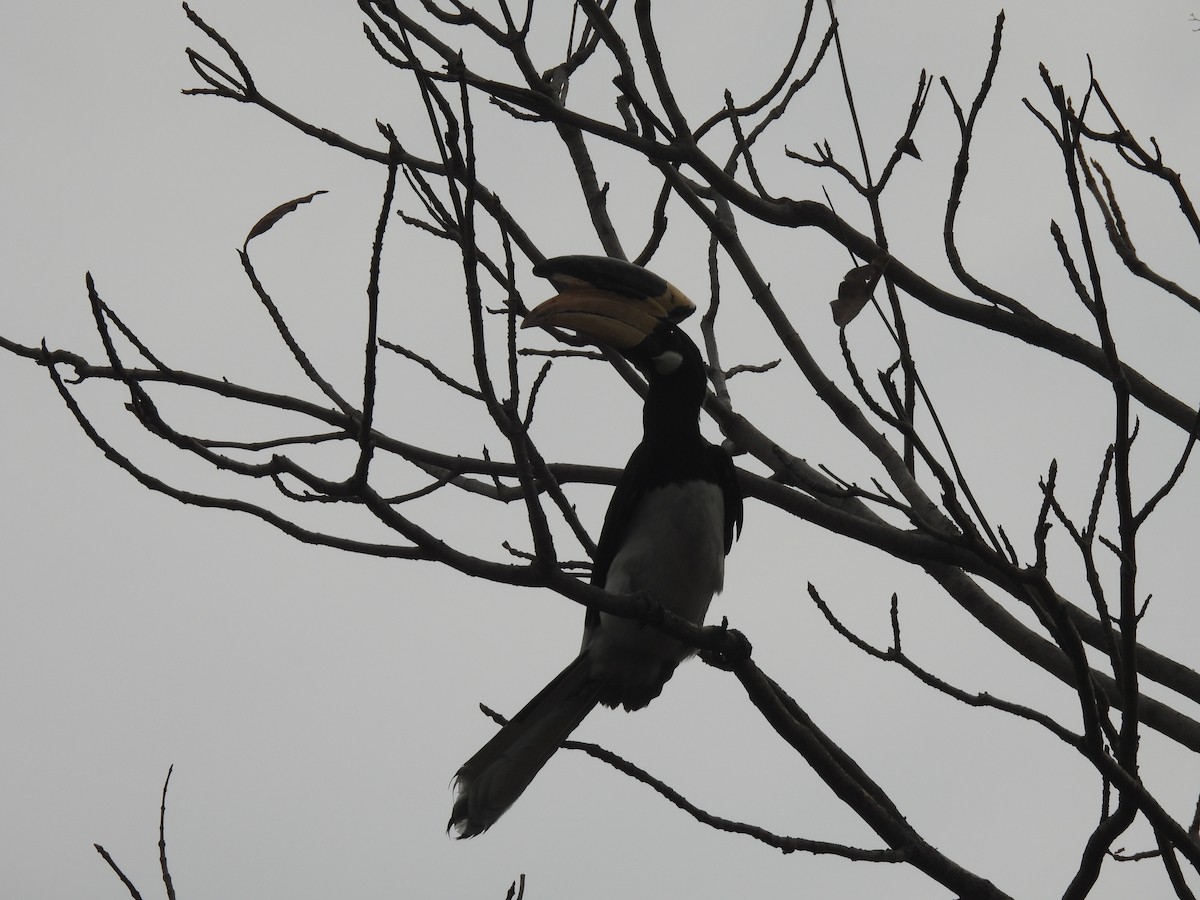 Malabar Pied-Hornbill - ML634988648