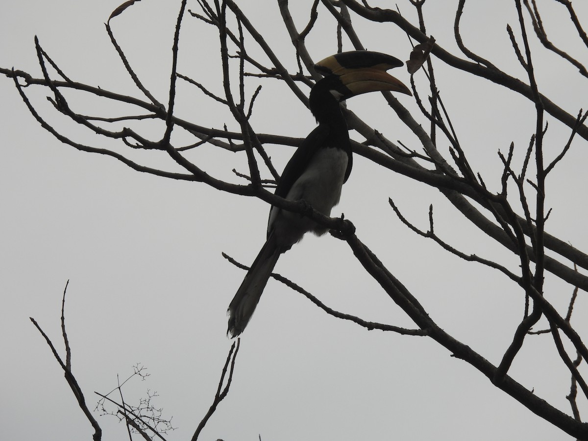 Malabar Pied-Hornbill - ML634988649