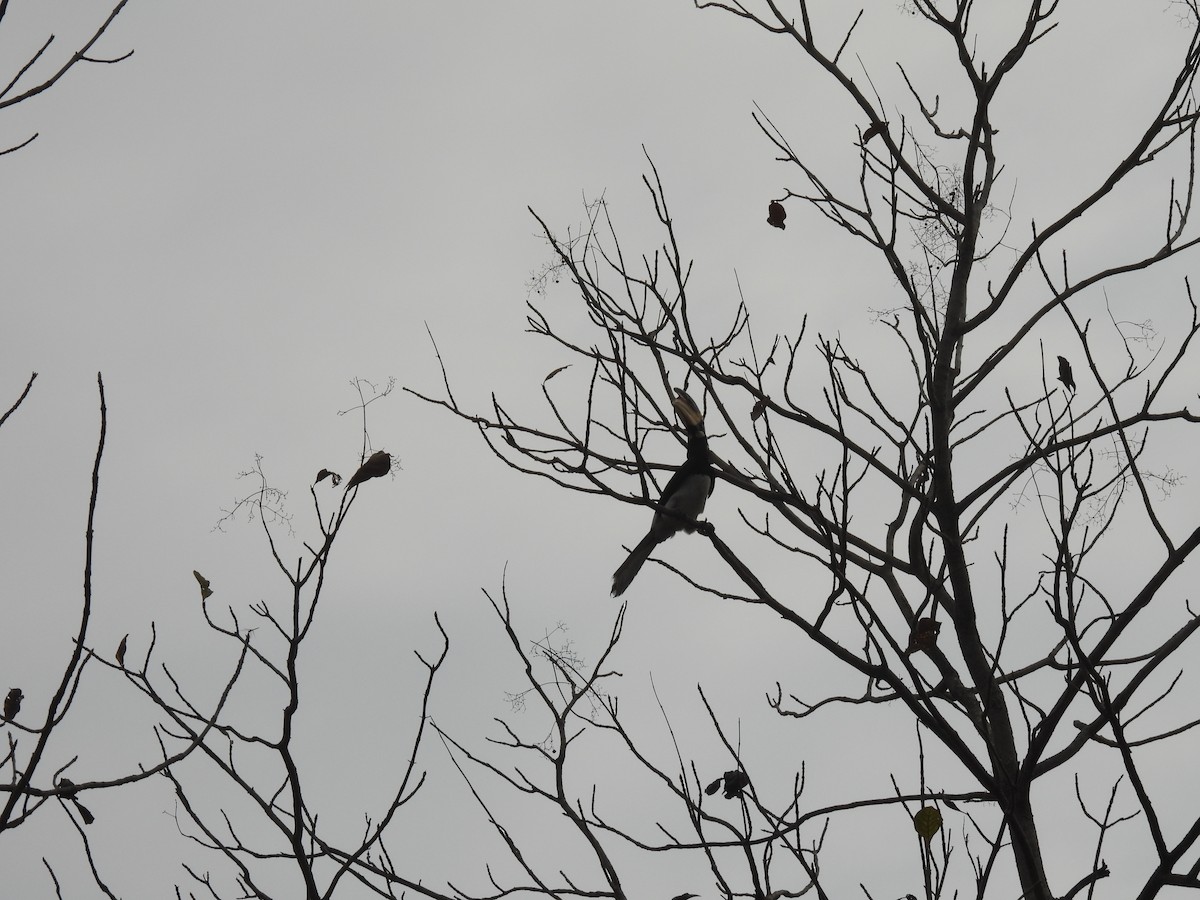 Malabar Pied-Hornbill - ML634988650