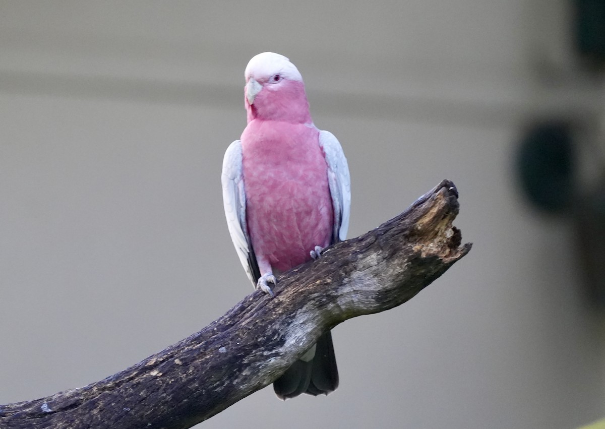 Galah - ML634988676