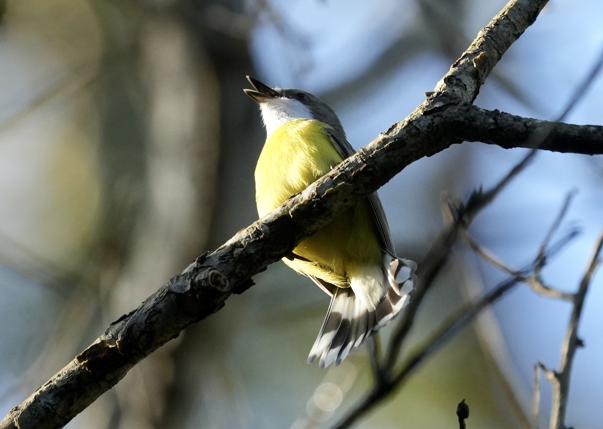White-throated Gerygone - ML634988688
