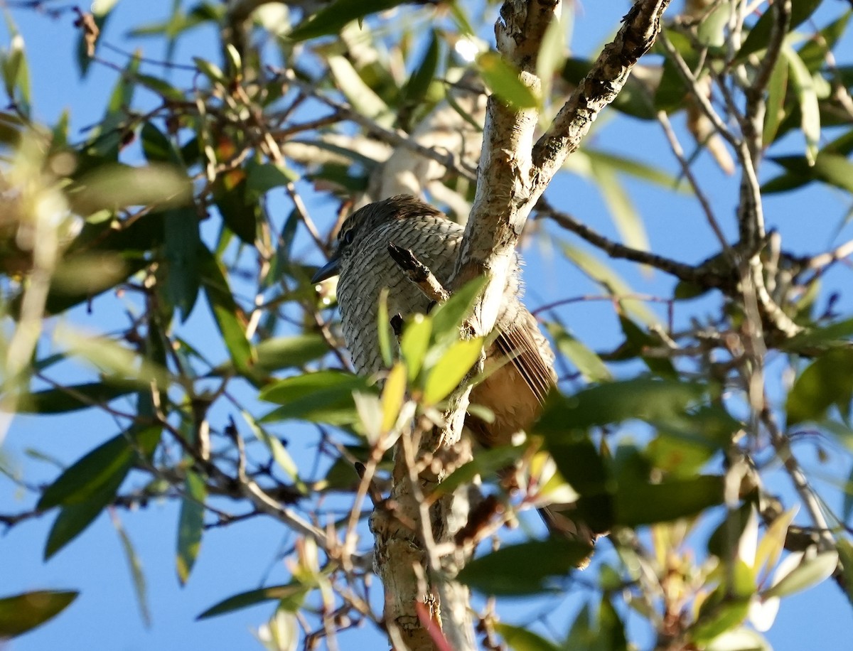 Sahul Cicadabird - ML634988692