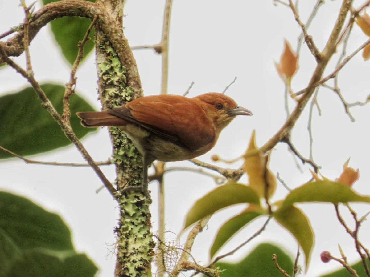 Cinnamon Ibon - ML634988710