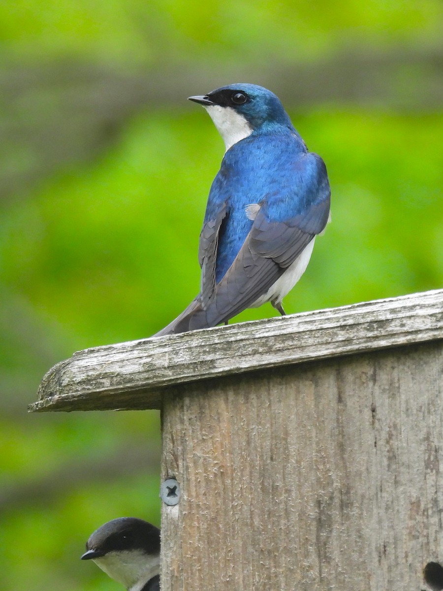 Tree Swallow - ML634988734