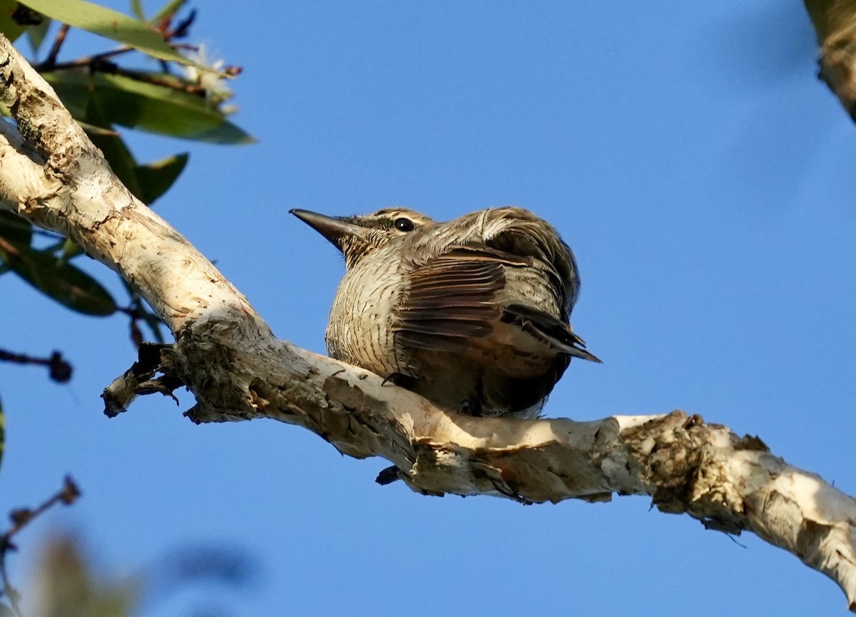 Sahul Cicadabird - ML634988736