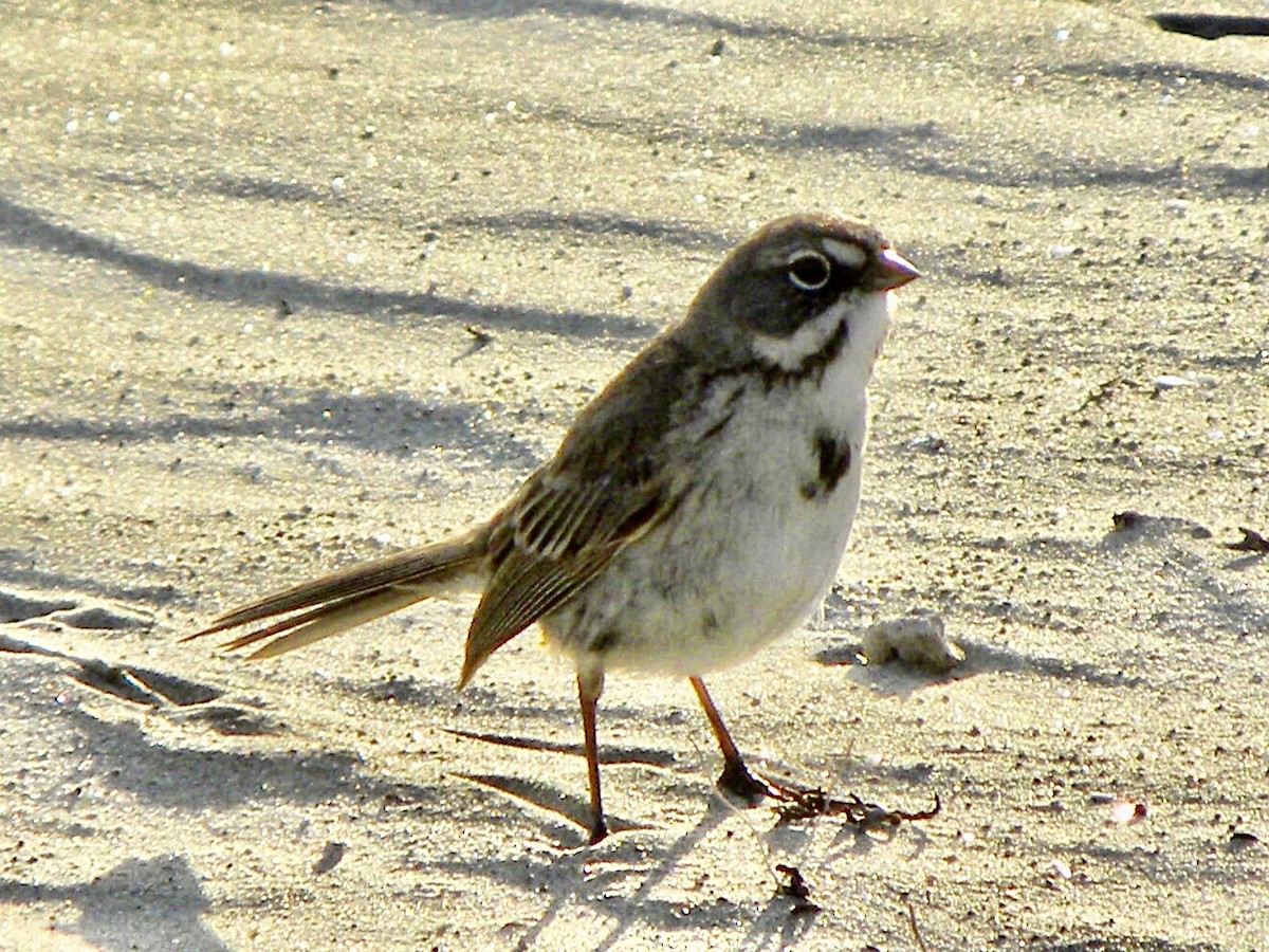 Bell's Sparrow - ML634988737