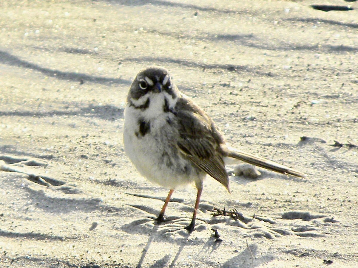 Bell's Sparrow - ML634988738