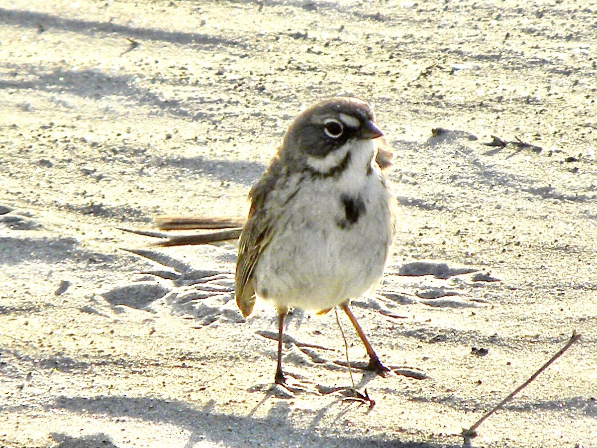 Bell's Sparrow - ML634988739