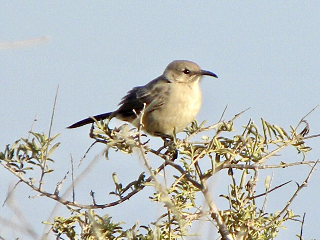 LeConte's Thrasher - ML634988754