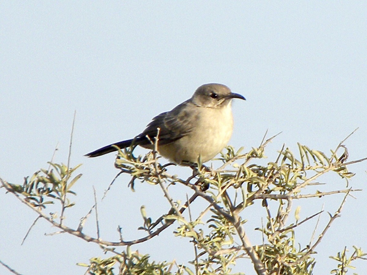 LeConte's Thrasher - ML634988755