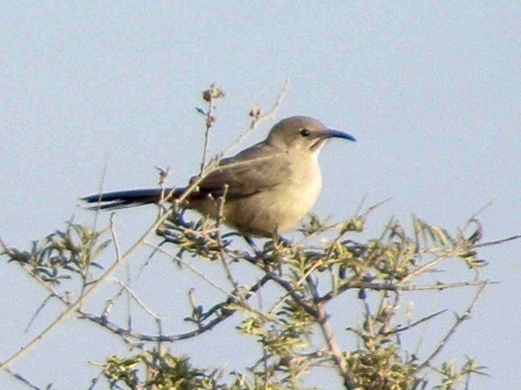 LeConte's Thrasher - ML634988756