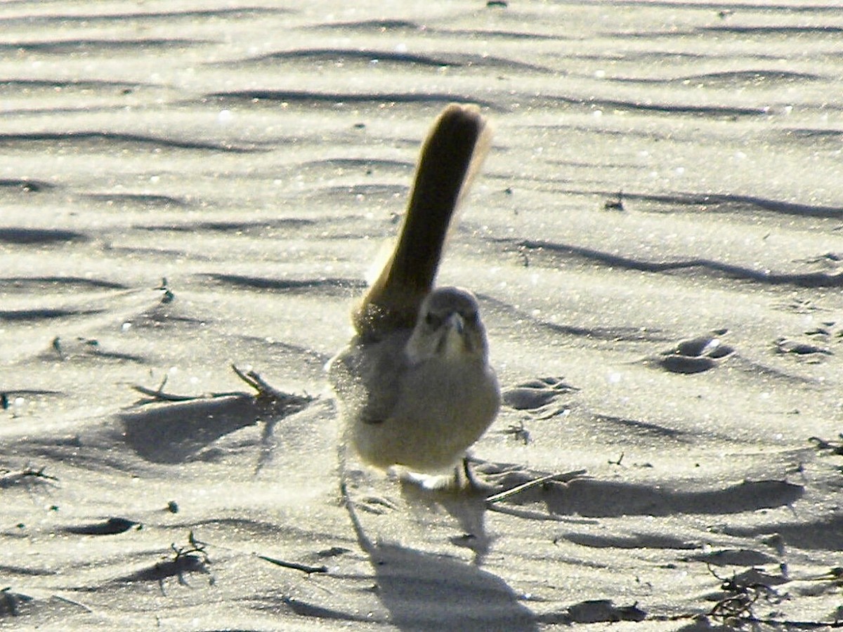 LeConte's Thrasher - ML634988757