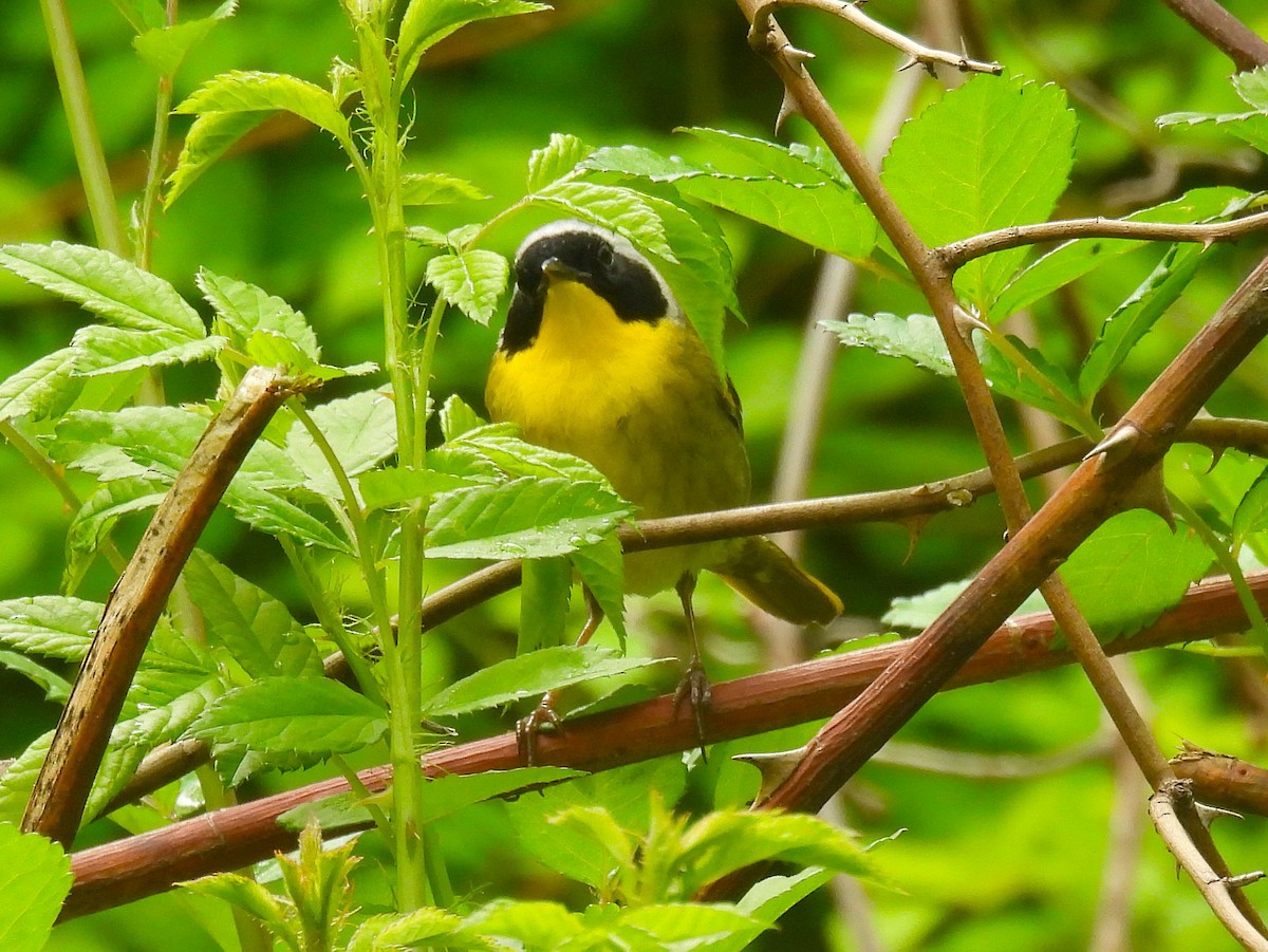Common Yellowthroat - ML634988759