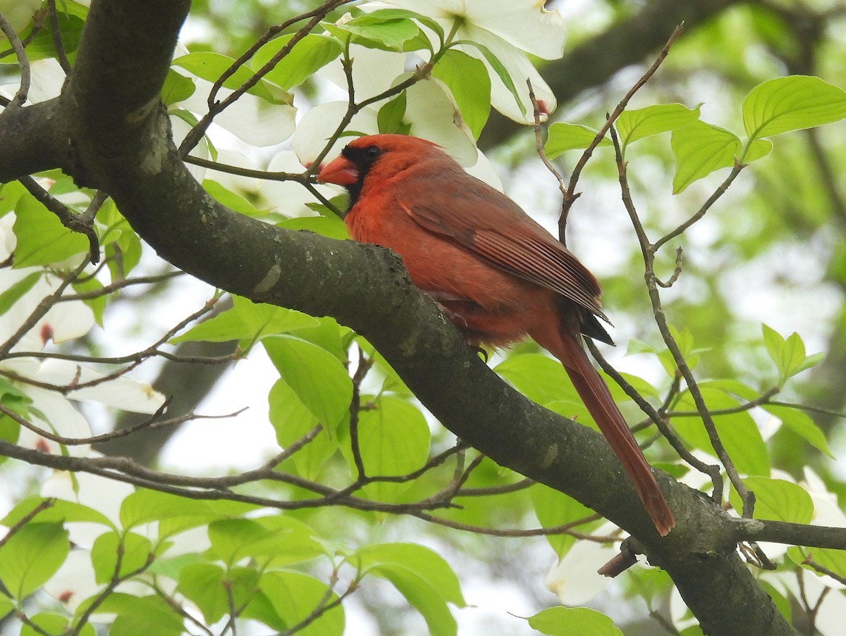Northern Cardinal - ML634988792