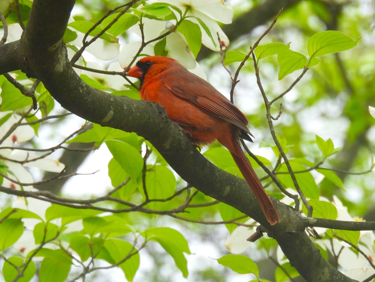 Northern Cardinal - ML634988793