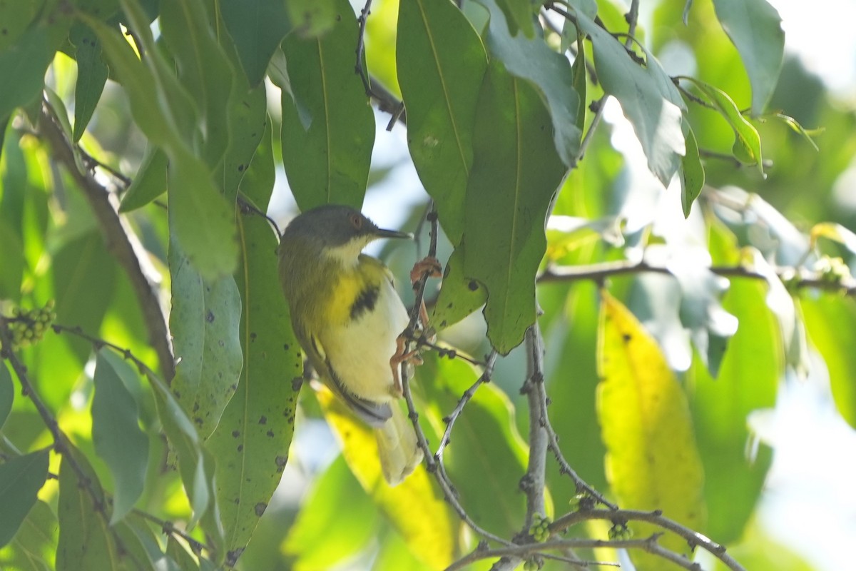 Yellow-breasted Apalis - ML634988807