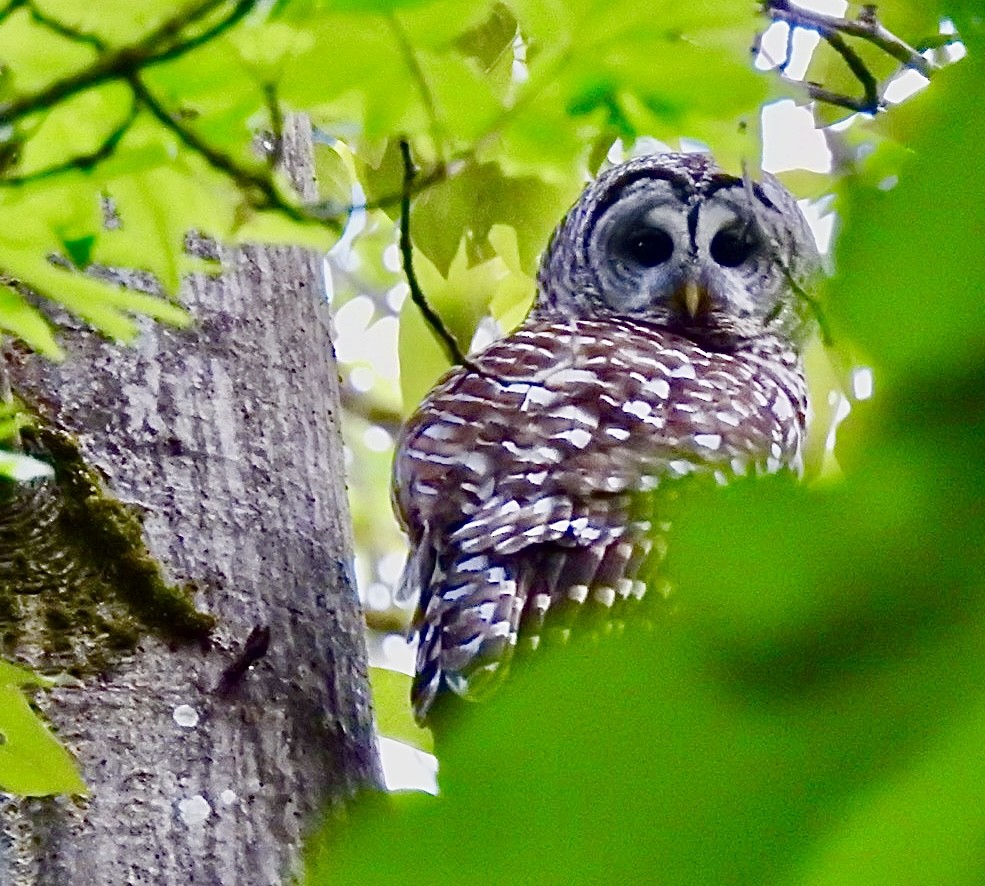 Barred Owl - ML634988897