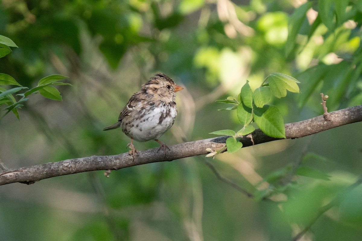 Harris's Sparrow - ML634989094