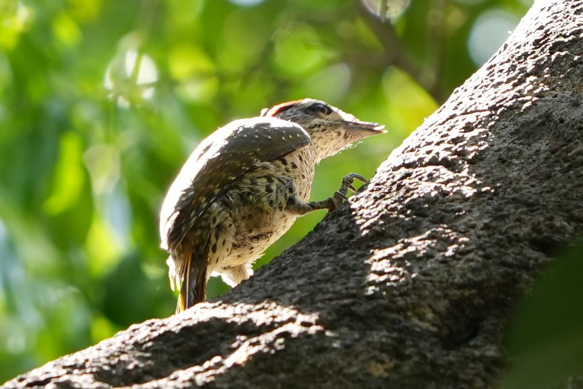 Green-backed Woodpecker - ML634989117
