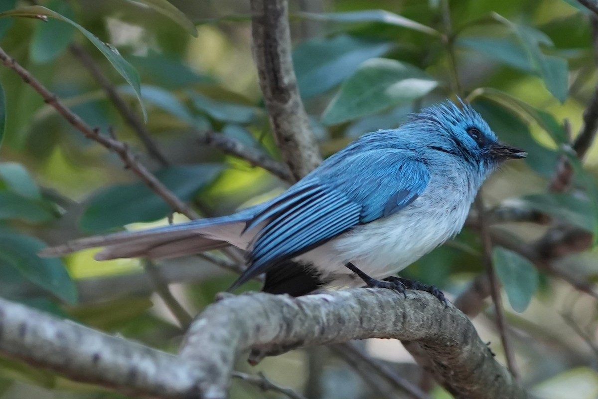 African Blue Flycatcher - ML634989122