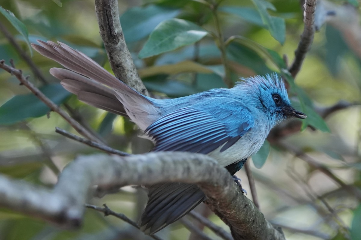 African Blue Flycatcher - ML634989123