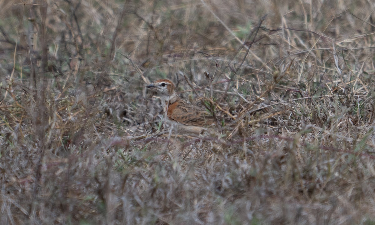 Red-capped Lark - ML634989142