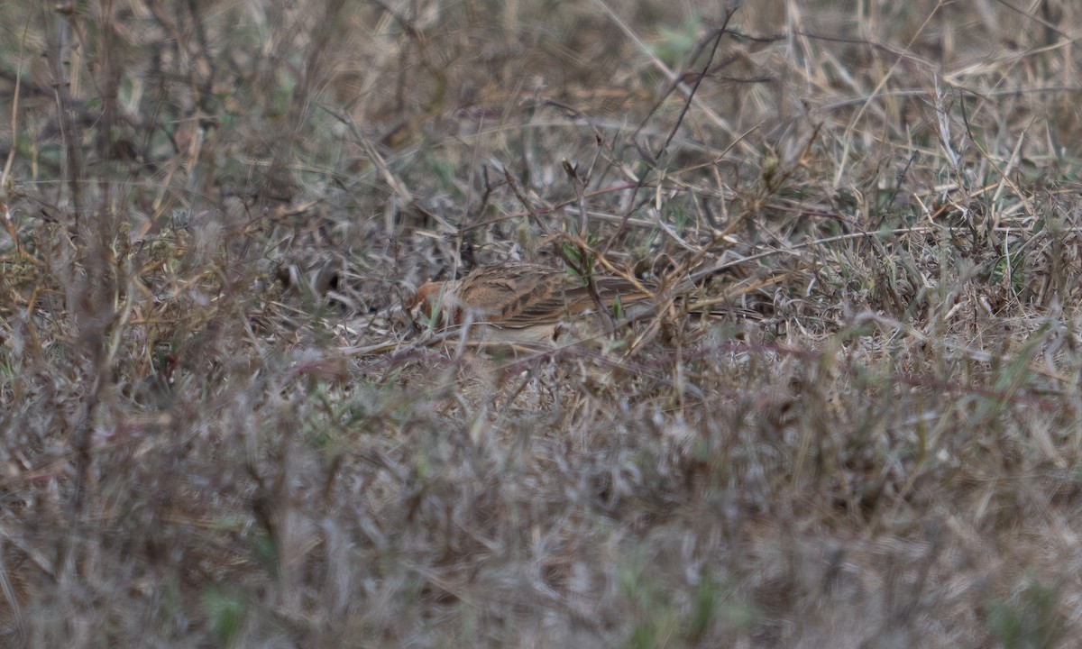 Red-capped Lark - ML634989143