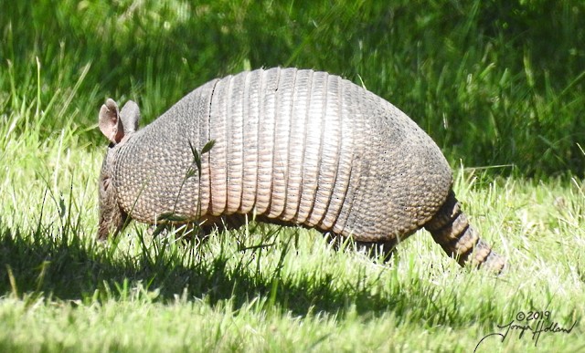 Nine-banded Armadillo - ML634989198