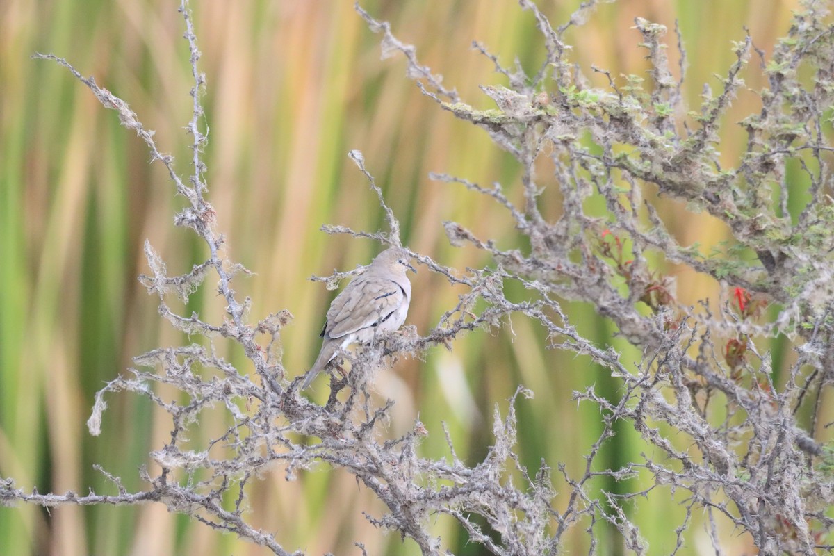 Picui Ground Dove - ML634989381