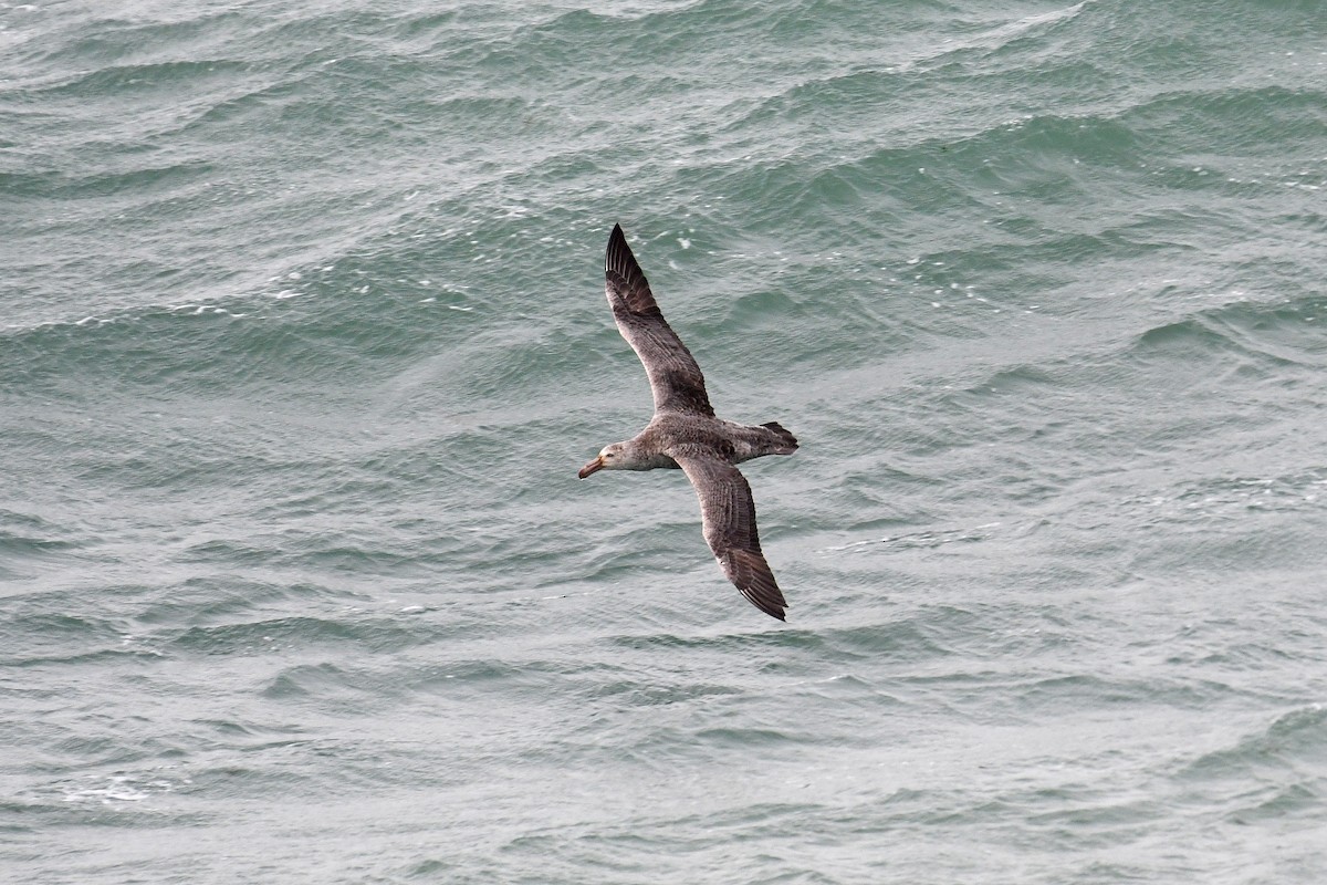 Northern Giant-Petrel - ML634989402