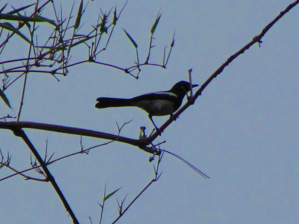 Philippine Magpie-Robin - ML634989404