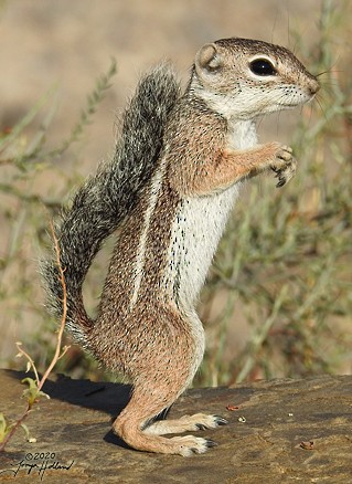 Harris' Antelope Squirrel - ML634989434