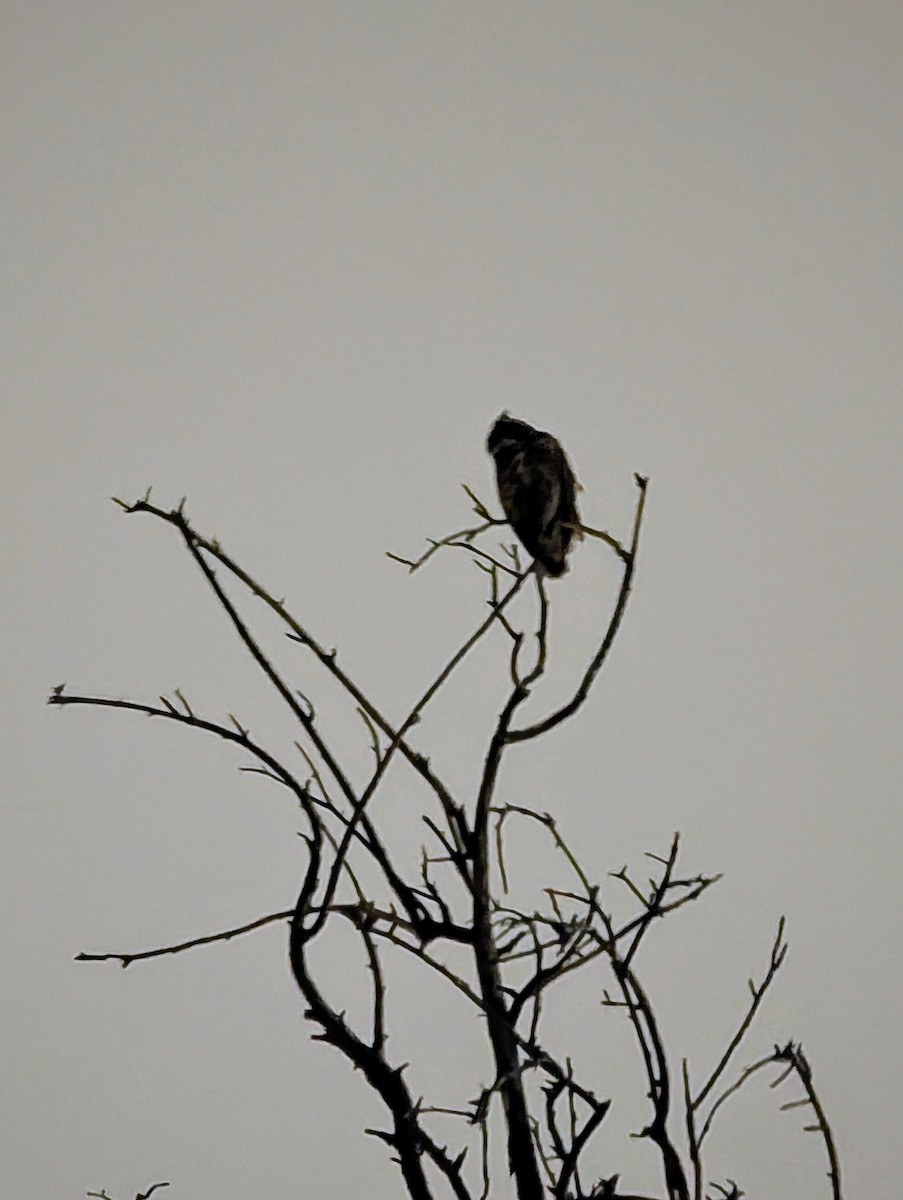 Great Horned Owl - ML634989438