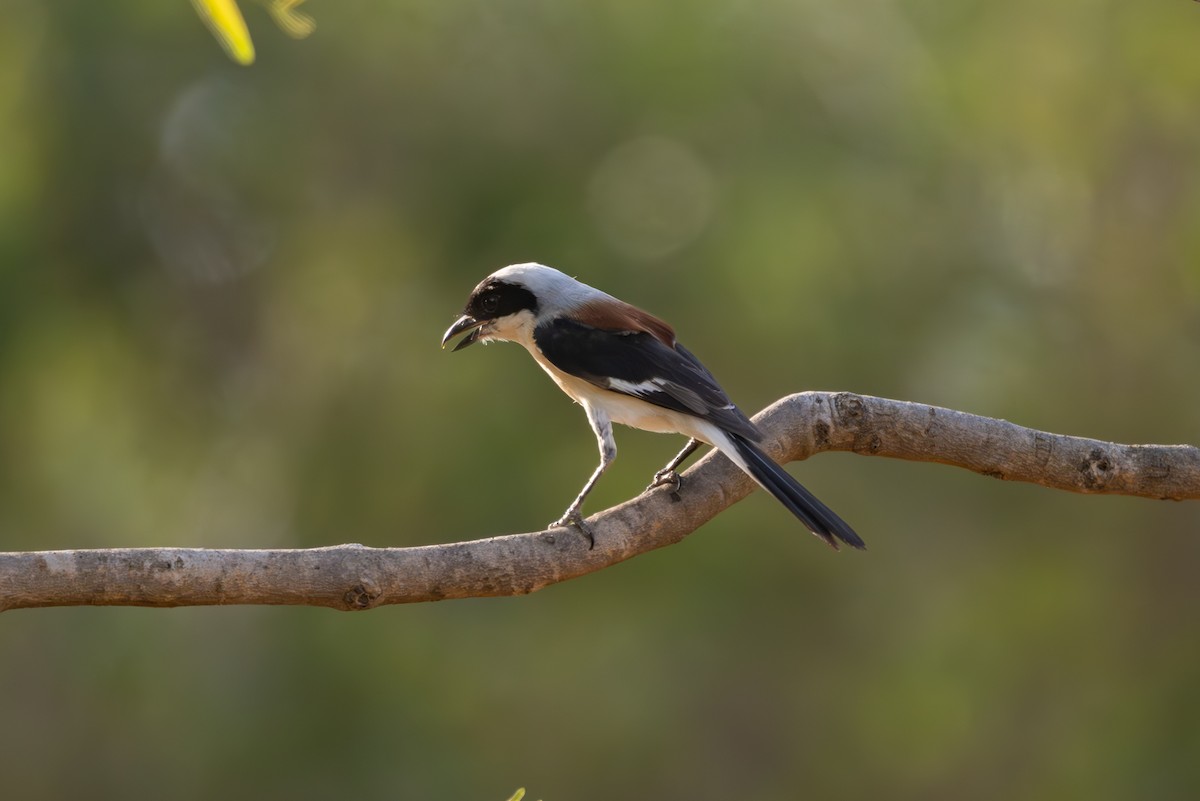 Bay-backed Shrike - ML634989445