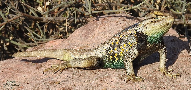 Desert Spiny Lizard - ML634989478