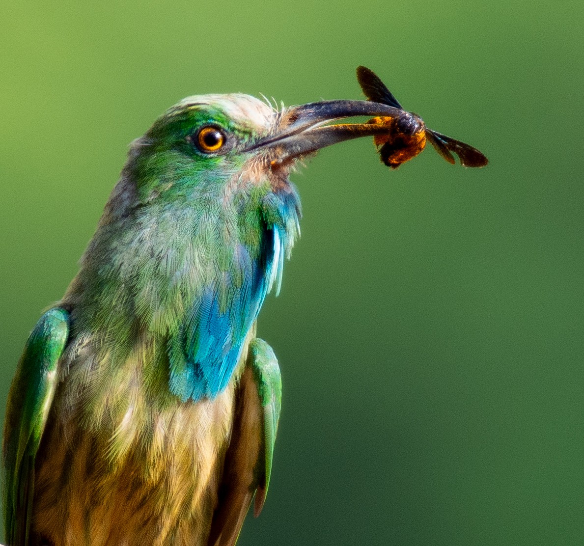 Blue-bearded Bee-eater - ML634989482