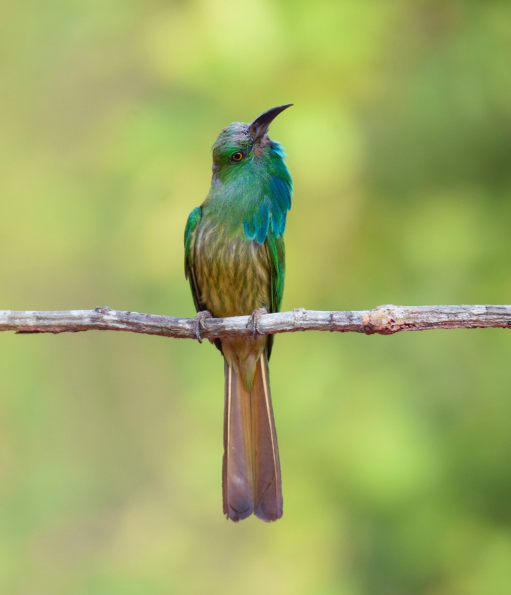 Blue-bearded Bee-eater - ML634989483