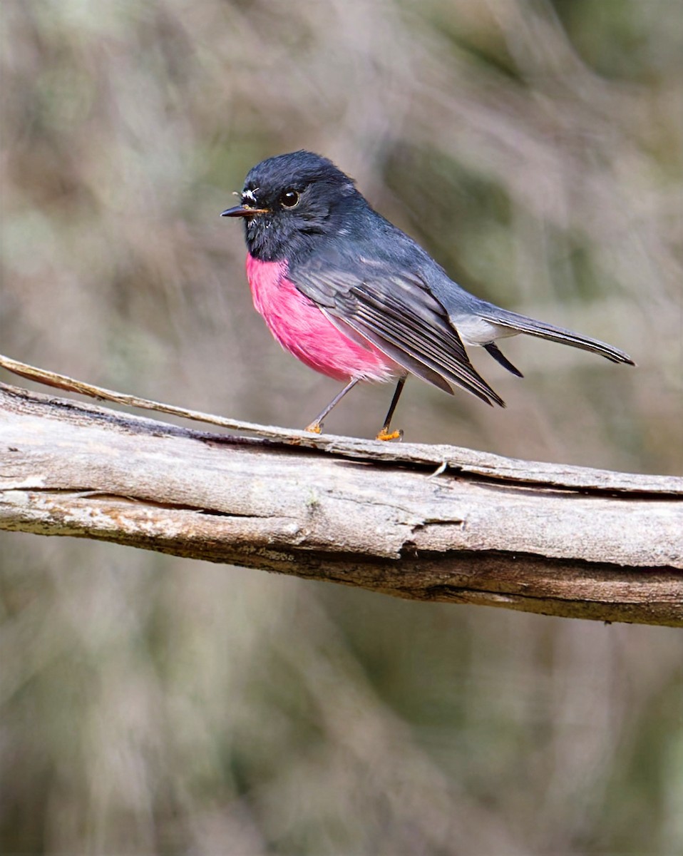 Pink Robin - ML634989546