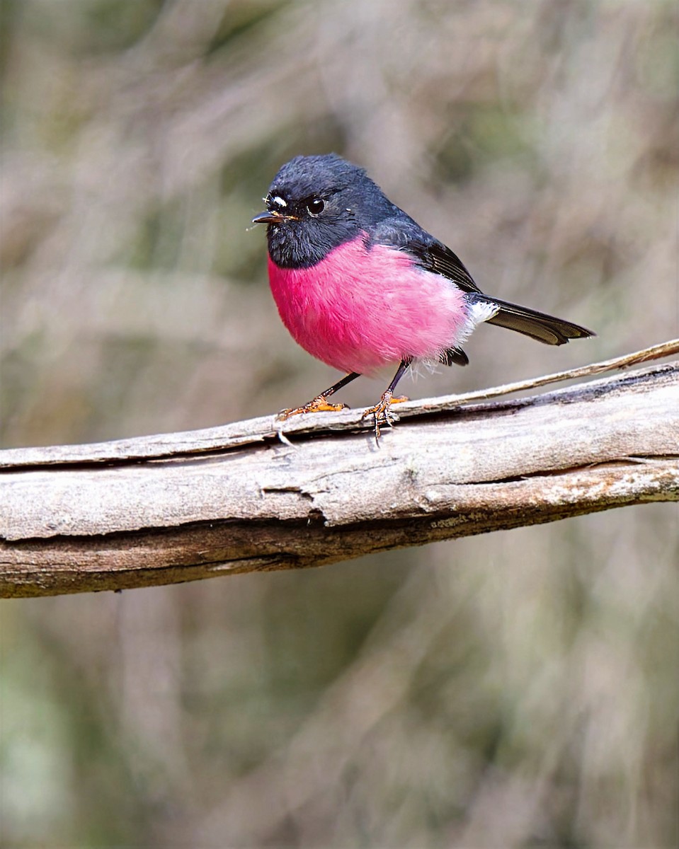 Pink Robin - ML634989565
