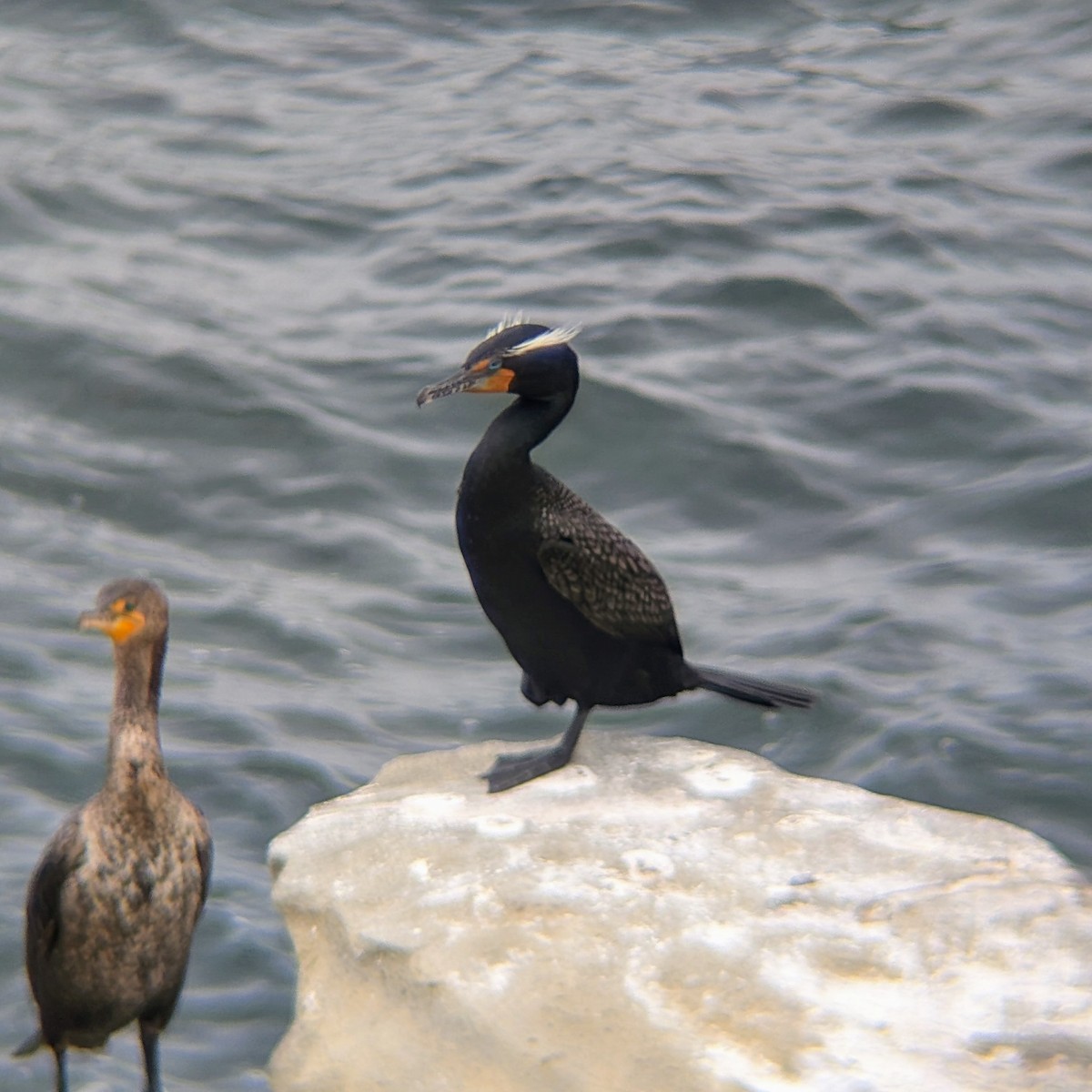 Double-crested Cormorant - ML634989661