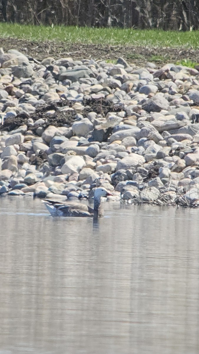 Snow Goose - ML634989664