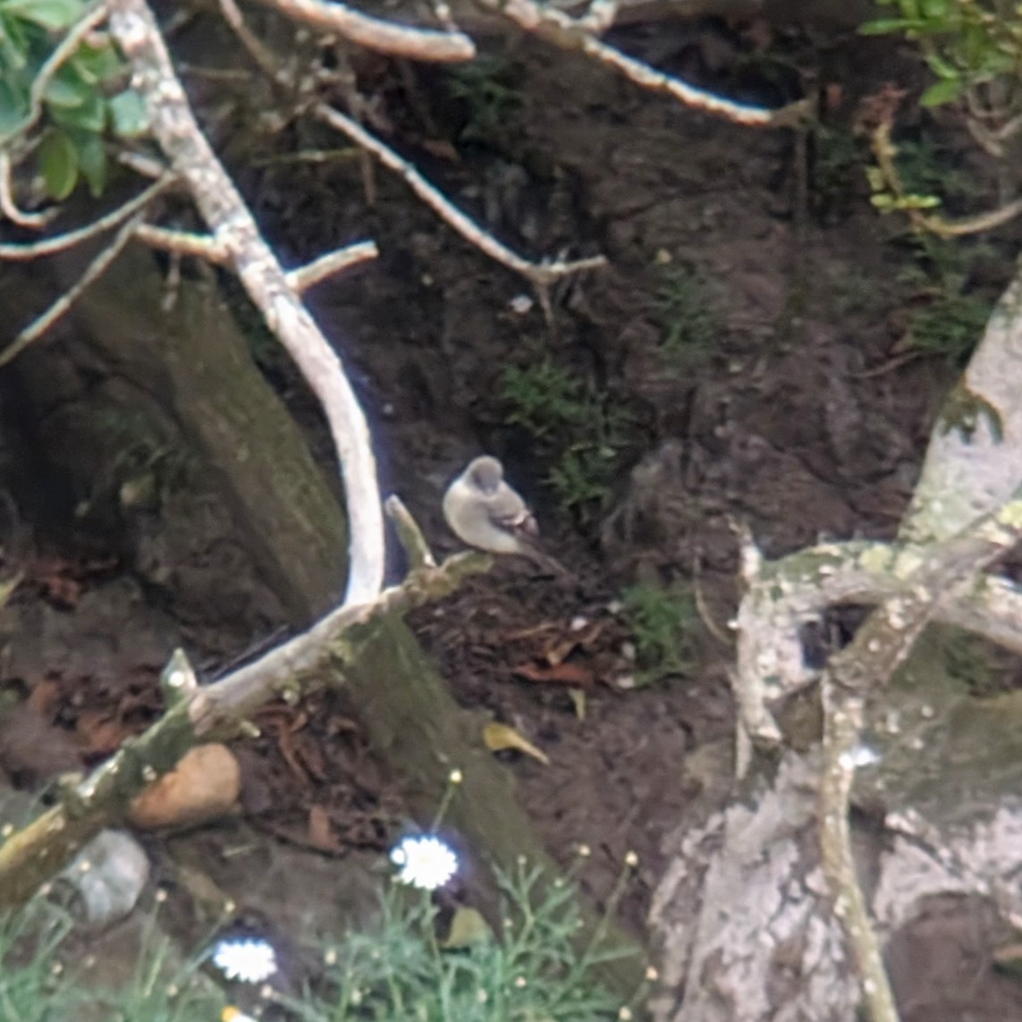 Olive-sided Flycatcher - ML634989760