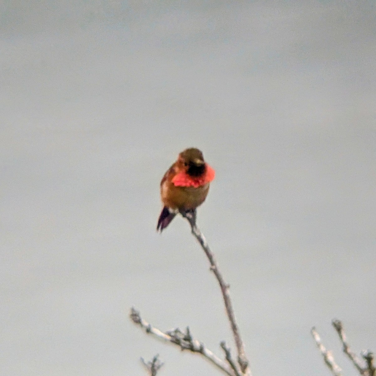 Allen's Hummingbird - ML634989764