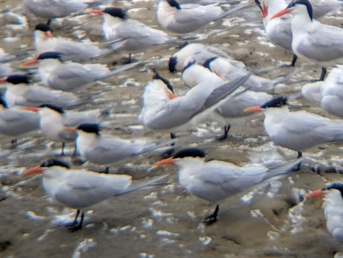Royal Tern - ML634989844