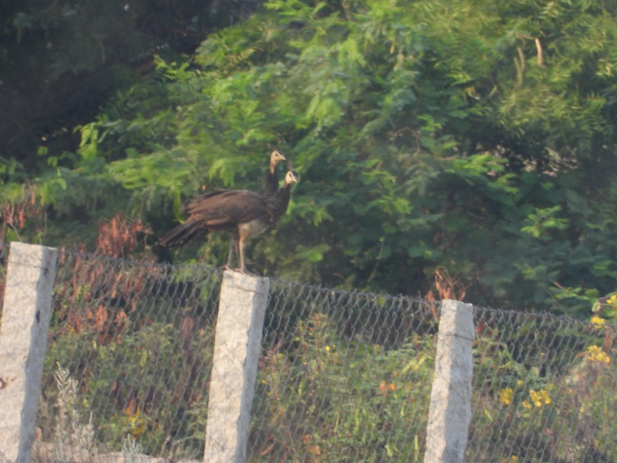 Indian Peafowl - ML634990000